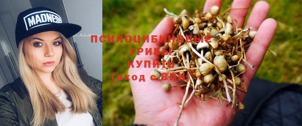 индика Алзамай